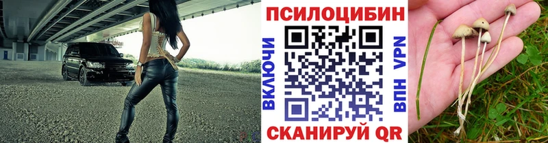 Псилоцибиновые грибы Psilocybine cubensis Усть-Джегута